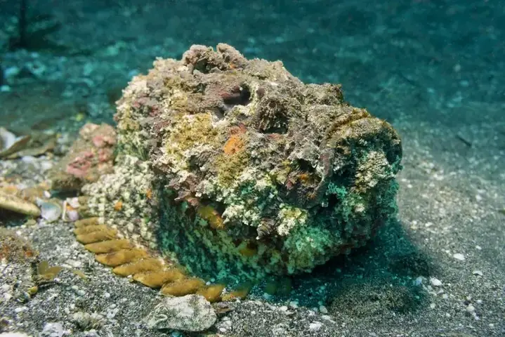 Tổng Hợp Hình Ảnh Cá Mặt Quỷ Sắc Nét Nhất