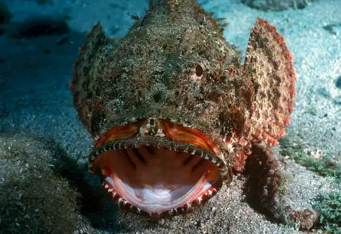 Tổng Hợp Hình Ảnh Cá Mặt Quỷ Sắc Nét Nhất