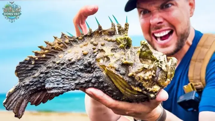 Nọc Độc Của Cá Mặt Quỷ Và Cách Xử Lý Khi Bị Đốt