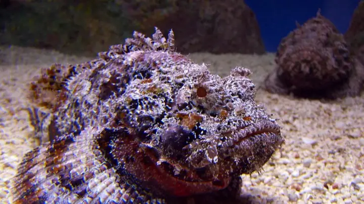 Tổng Hợp Hình Ảnh Cá Mặt Quỷ Sắc Nét Nhất