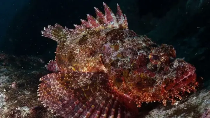 Tổng Hợp Hình Ảnh Cá Mặt Quỷ Sắc Nét Nhất