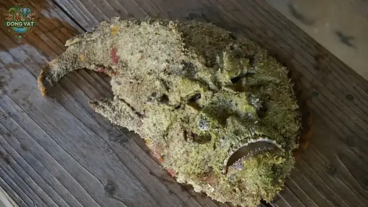 Đặc Điểm Sinh Học Của Cá Mặt Quỷ