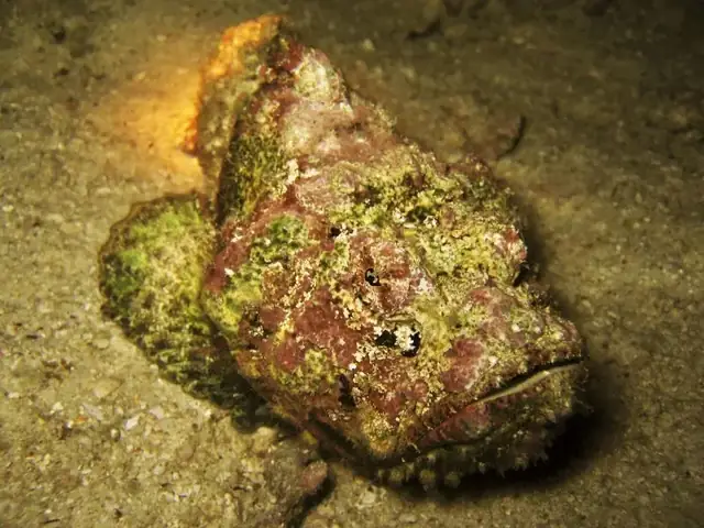 Tổng Hợp Hình Ảnh Cá Mặt Quỷ Sắc Nét Nhất