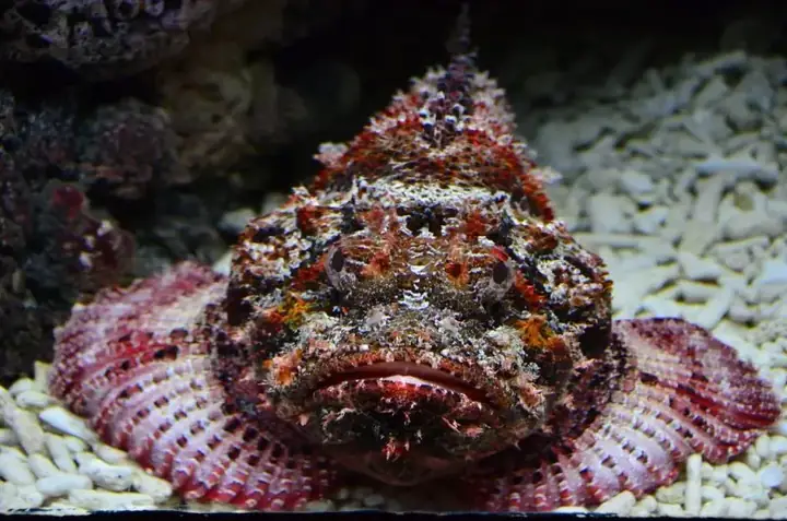 Tổng Hợp Hình Ảnh Cá Mặt Quỷ Sắc Nét Nhất