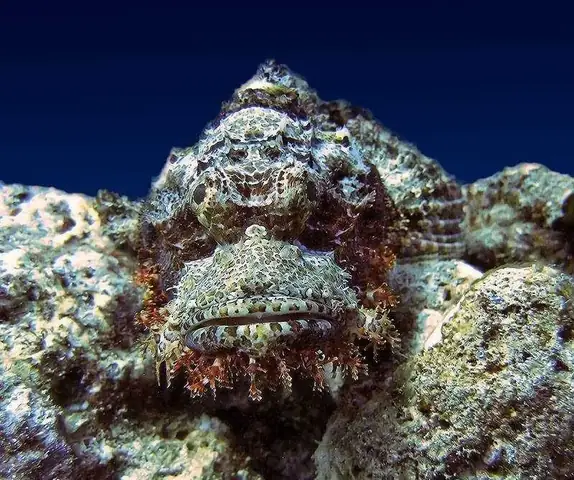 Tổng Hợp Hình Ảnh Cá Mặt Quỷ Sắc Nét Nhất