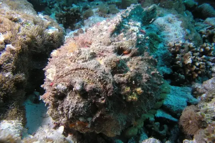 Tổng Hợp Hình Ảnh Cá Mặt Quỷ Sắc Nét Nhất