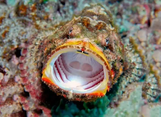 Tổng Hợp Hình Ảnh Cá Mặt Quỷ Sắc Nét Nhất