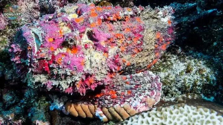 Tập Tính Và Hành Vi Của Cá Mặt Quỷ