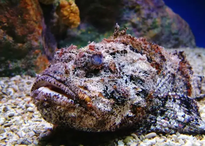 Tổng Hợp Hình Ảnh Cá Mặt Quỷ Sắc Nét Nhất