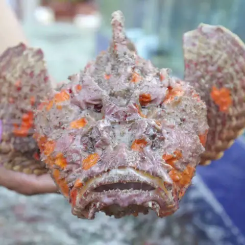 Cá Mặt Quỷ – 169.000₫ | Gợi Ý Chế Biến Món Ngon & Bảo Quản