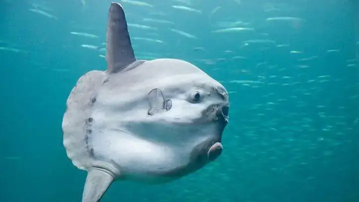 Cá Mặt Trăng Nước Ngọt: Sự Thật Về Loài Cá Độc Đáo - Aquatech Cá Mặt Trăng Nước Ngọt: Sự Thật Về Loài Cá Độc Đáo - Aquatech