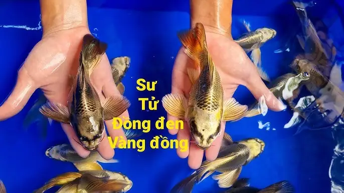 Cá Vàng Kim: Linh Vật Phong Thủy & Biểu Tượng Thịnh Vượng Trong Cuộc Sống Hiện Đại