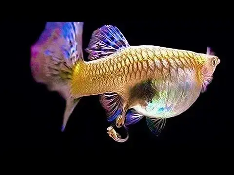 Biện Pháp Bảo Tồn