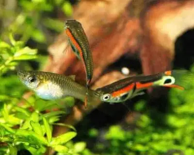 Cá Mây Chiều Vs Cá Rồng