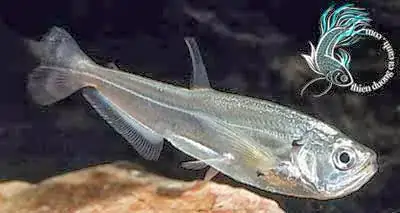 Cá Mè Nanh Sói: Đặc Điểm, Tập Tính Và Hướng Dẫn Nuôi - Aquatech