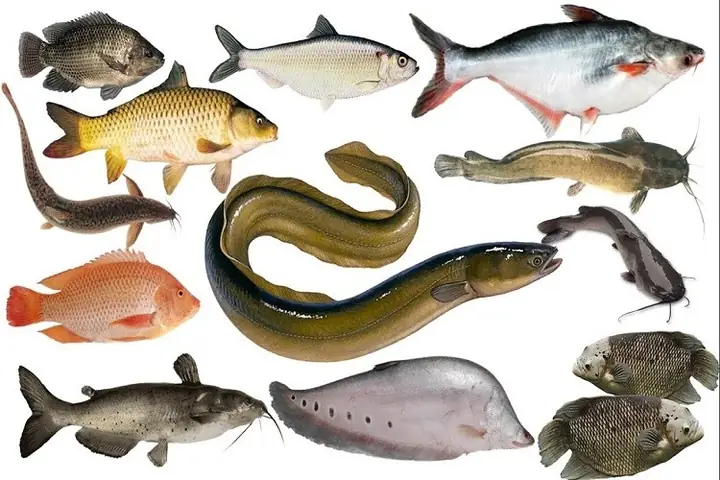 Tổng Hợp Cá Nước Ngọt Và Cách Phân Biệt Các Loại Cá Thường Gặp Tổng Hợp Cá Nước Ngọt Và Cách Phân Biệt Các Loại Cá Thường Gặp