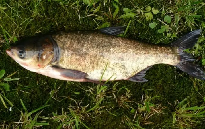 Cá Mè Hoa - Aristichthys Nobilis