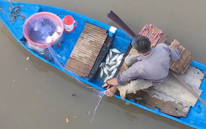 Dùng Chùm Bông Lúa Non Ngậm Sữa Dụ Bắt Cá Mè Vinh Bách Phát ...