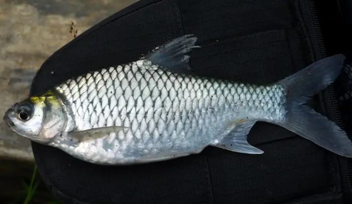 Cá Mè Vinh Là Gì? Gợi Ý Các Món Ngon Từ Cá Mè Vinh