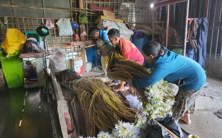 Vườn Quốc Gia Tràm Chim Hồi Sinh Rực Rỡ Giữa Mùa Nước Nổi