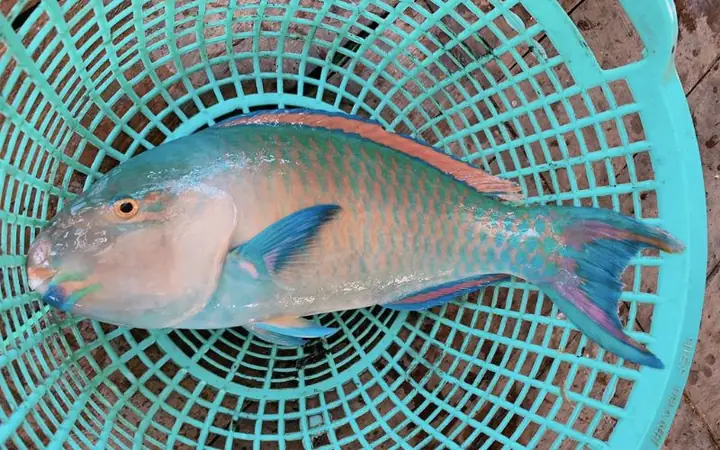 Cá Mó Là Cá Biển Hay Cá Sông? Sự Thật Về Loài Cá Rực Rỡ