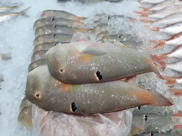 Cá Mó: Loài Cá Biển Đặc Trưng Của Vùng Nước Mặn