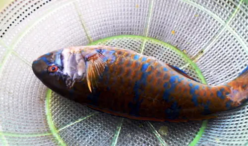 Cá Mó Nước Ngọt: Đặc Điểm, Môi Trường Sống Và Tiềm Năng Khai Thác Cá Mó Nước Ngọt: Đặc Điểm, Môi Trường Sống Và Tiềm Năng Khai Thác