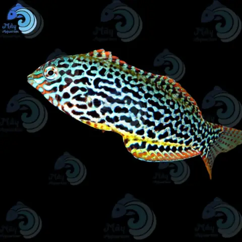 Cá Mó Da Báo – Mayaqua Cá Mó Da Báo – Mayaqua