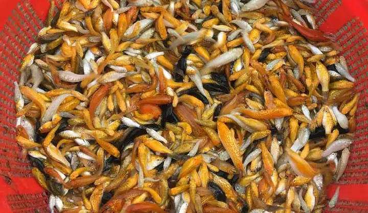 Cá Mồi Là Loại Cá Gì? Các Loại Cá Mồi Cho Cá Lớn