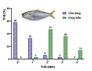 Cá Mòi Cờ Chấm