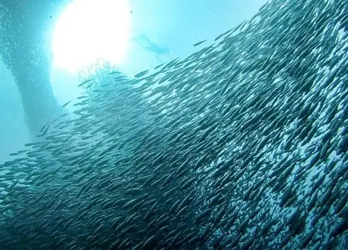 Hành Trình Di Cư Kinh Hoàng Của Cá Mòi: Sự Kiện Tự Nhiên Có Một Không Hai Trên Trái Đất