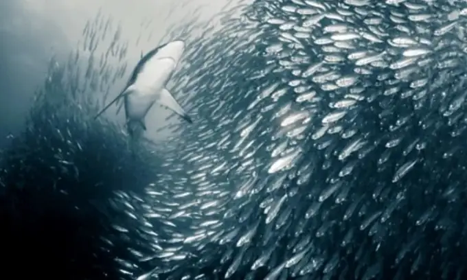 Đàn Cá Mòi Di Cư Thu Hút Nhiều Động Vật Ăn Thịt Như Cá Mập. Ảnh: Bbc