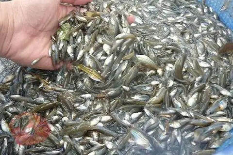 Các Loài Cá Mồi Thường Gặp