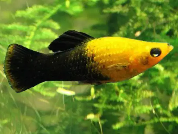 Hỏi Rõ Về Nguồn Gốc Và Chế Độ Ăn