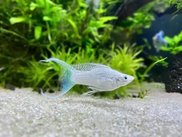 Cá Molly Giá Bao Nhiêu Tiền? Bảng Giá Cập Nhật Mới Nhất