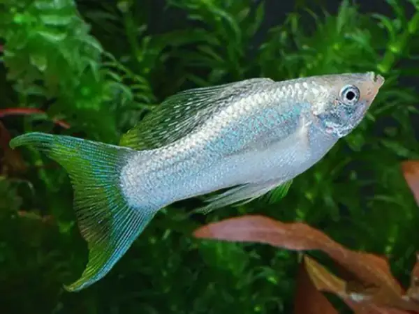 So Sánh Giá Cả Trước Khi Quyết Định