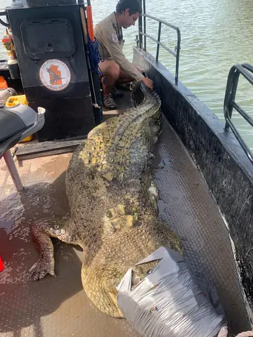 Những Người Làm Nghề Buộc Mõm Cá Sấu Khổng Lồ - Ảnh 2.