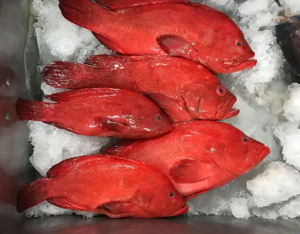 Cá Mú Bông Biển