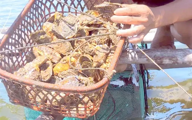 Cá Mú Chấm Đỏ