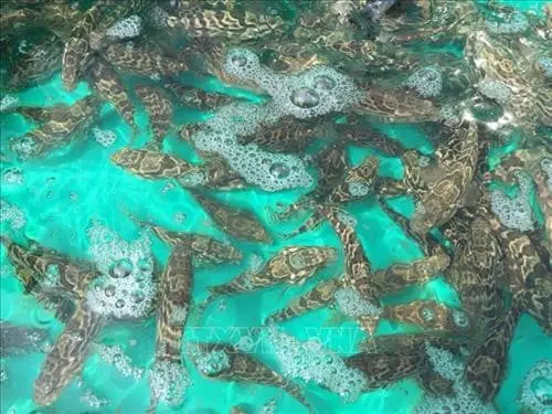 Cá Mú Nghệ Giống: Hướng Dẫn Toàn Diện Về Loài Cá Đốm Cam Giá Trị Cao Cá Mú Nghệ Giống: Hướng Dẫn Toàn Diện Về Loài Cá Đốm Cam Giá Trị Cao