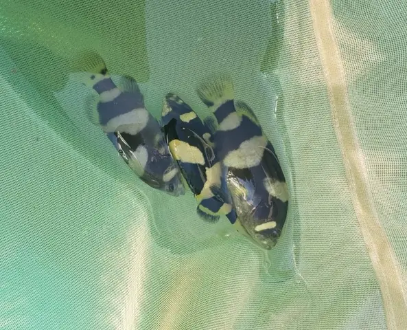 Cá Mú Nghệ Giống: Hướng Dẫn Toàn Diện Về Loài Cá Đốm Cam Giá Trị Cao Cá Mú Nghệ Giống: Hướng Dẫn Toàn Diện Về Loài Cá Đốm Cam Giá Trị Cao