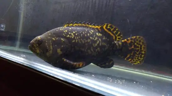 Cá Mú Nghệ Giống: Hướng Dẫn Toàn Diện Về Loài Cá Đốm Cam Giá Trị Cao Cá Mú Nghệ Giống: Hướng Dẫn Toàn Diện Về Loài Cá Đốm Cam Giá Trị Cao