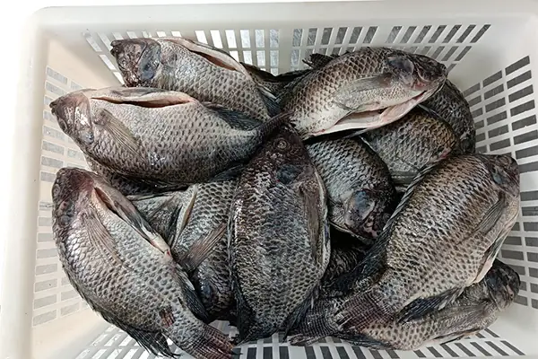 Cá Mực Là Gì? 9 Đặc Điểm Nhận Dạng, Giá Trị Dinh Dưỡng, 3 Món Ngon