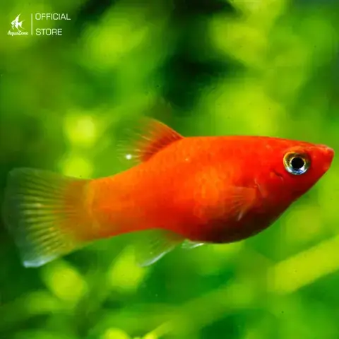 Dinh Dưỡng Và Chế Độ Ăn Của Cá Mún Đỏ Đen