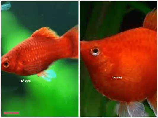 Cá Mún Đực Và Cái: Phân Biệt Như Thế Nào Để Nuôi Hiệu Quả?