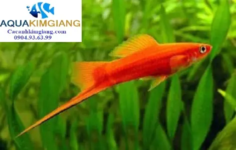 Cá Mún Đuôi Kiếm: Hướng Dẫn Chăm Sóc, Phân Loại Và Kỹ Thuật Nuôi Hiệu Quả