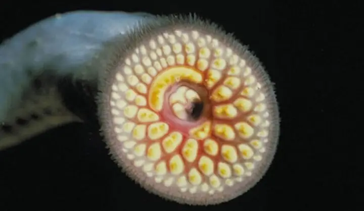 Cá Mút Đá Là Cá Gì? Giá Trị Dinh Dưỡng Và Các Món Ăn Ngon Từ Cá ...