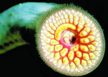 Loài Cá "khát Máu" Và "chuyện Ấy" Lạ Đời – Tạp Chí Thủy Sản Việt Nam