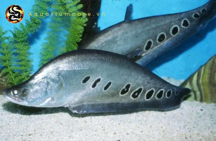 Cá Nàng Hai Ăn Mồi Gì? Hướng Dẫn Đầy Đủ Về Chế Độ Ăn Và Cách Nuôi