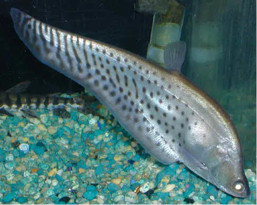 Cá Nàng Hai Da Báo Và Hiệu Quả Các Phương Pháp Điều Trị Bệnh Lý Nang Răng Sừng Hóa